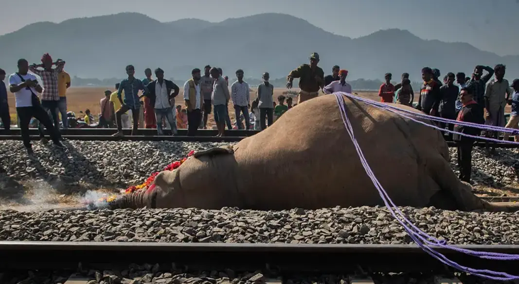 ছবি : সংগৃহীত