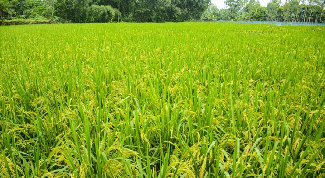 পুরনো ধান ফুরিয়ে গেছে, নতুন ধান ঘরে উঠতে এখনো বাকি। এই কঠিন সময়ে মাঠে ‘মঙ্গার ধান’ নামে পরিচিত স্বল্পমেয়াদি আগাম ধানের চারায় দেখা দিয়েছে শীষ। বুধবার রংপুরের গঙ্গাচড়া উপজেলার বেতগাড়ী ইউনিয়নের চন্দনের হাট এলাকার একটি ক্ষেতে।