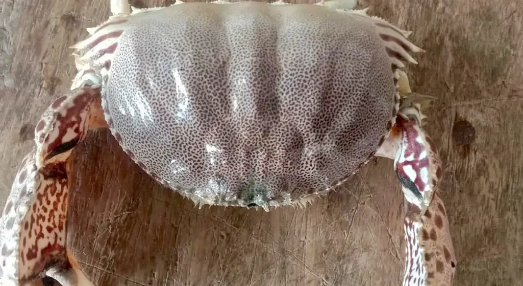 বঙ্গোপসাগর থেকে ধরা পড়া ‘বক্স ক্রাব’