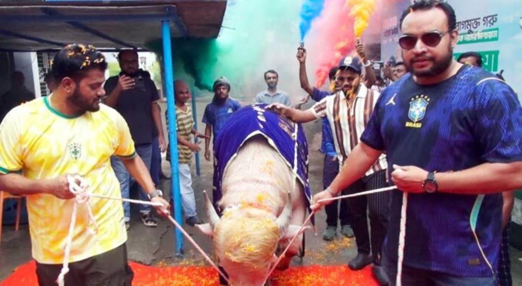 অ্যালবিনো জাতের মহিষ ‌‘ডোনাল্ড ট্রাম্প’-কে রাজসিক সংবর্ধনার মাধ্যমে বিদায় জানিয়েছে ‘রাবেয়া এগ্রো ফার্ম’ কর্তৃপক্ষ। ছবি : সংগৃহীত
