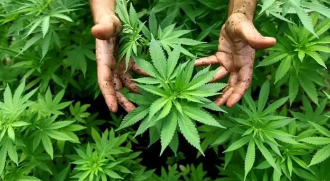 গাঁজার গাছ। ছবি : সংগৃহীত