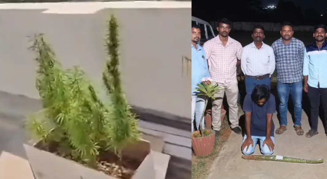 ডানে ছাদে চাষ করা গাঁজা ও বাঁয়ে বসে আছে আটককৃত ইঞ্জিনিয়ার। ছবি : সংগৃহীত