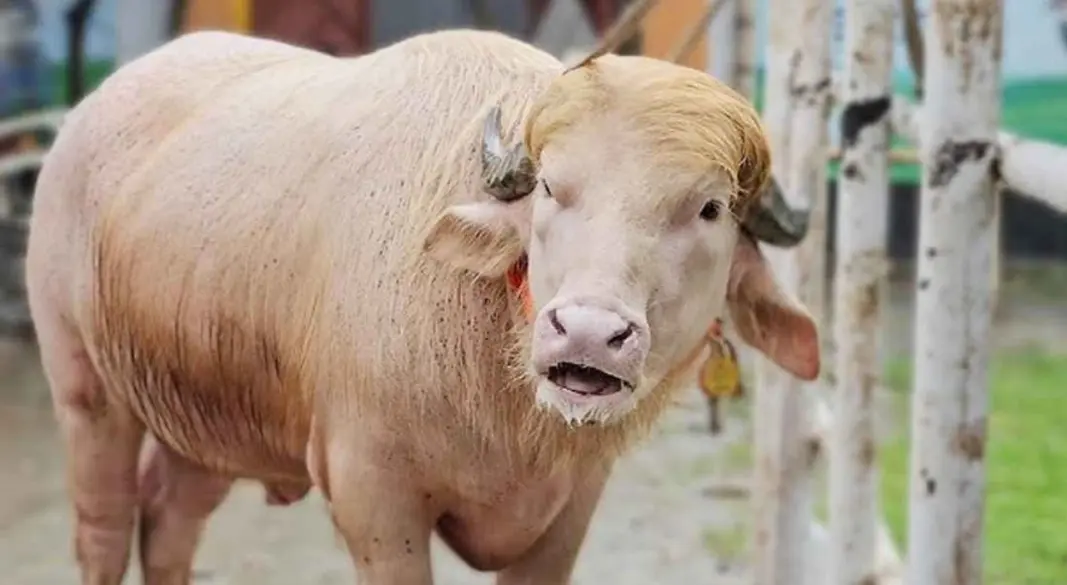 নারায়ণগঞ্জের ‘ডোনাল্ড ট্রাম্প’। ছবি : সংগৃহীত